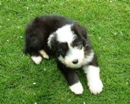 Rylie in his own garden
